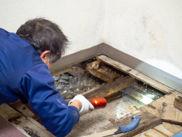 Best Water Damage Restoration  in Cochituate, MA