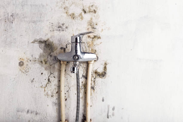Best Residential Mold Removal  in Cochituate, MA