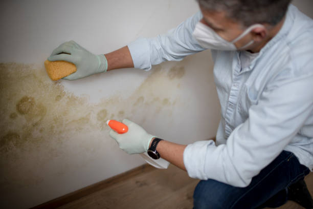Best Home Mold Removal  in Cochituate, MA