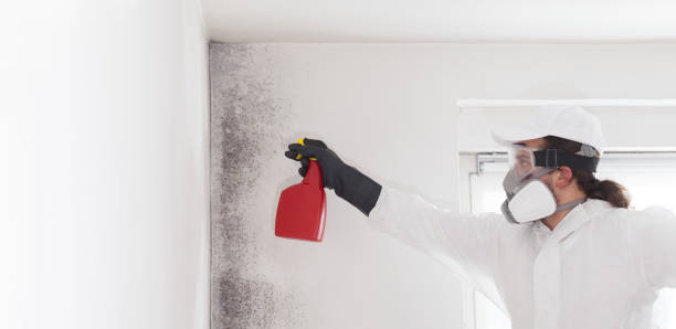 Best Toxic Mold Removal  in Cochituate, MA