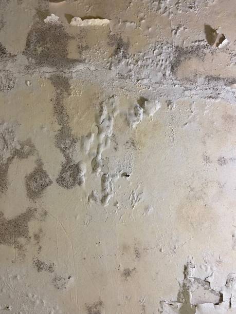 Best Same-Day Mold Removal  in Cochituate, MA