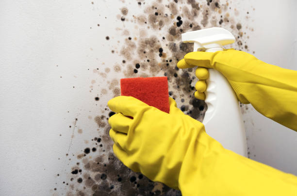 Best Local Mold Removal Service  in Cochituate, MA