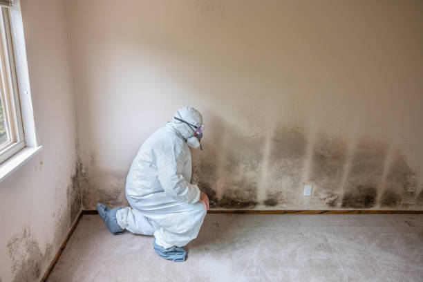 Best Attic Mold Removal  in Cochituate, MA