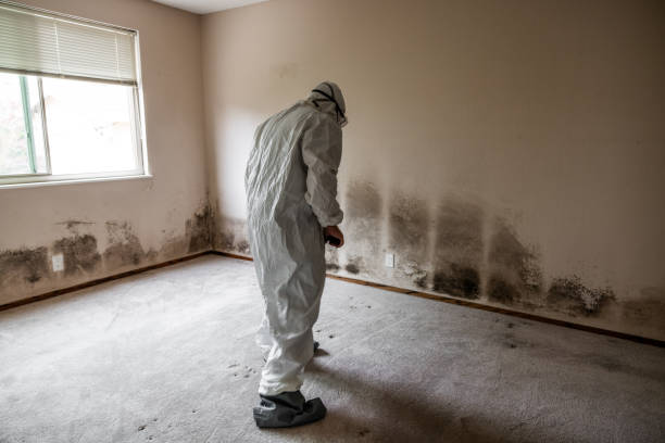 Best Crawl Space Mold Removal  in Cochituate, MA