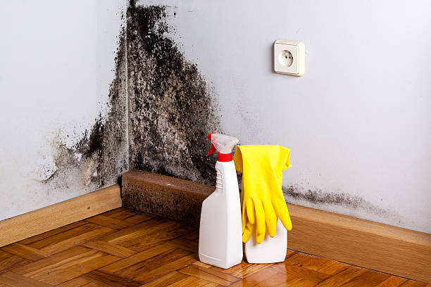 Best Black Mold Removal  in Cochituate, MA