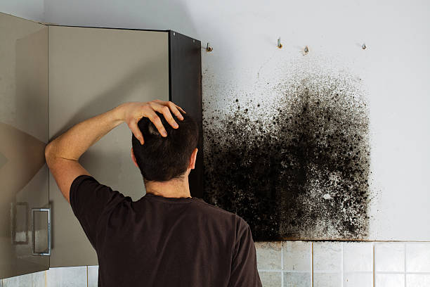 Certified Mold Removal in Cochituate, MA
