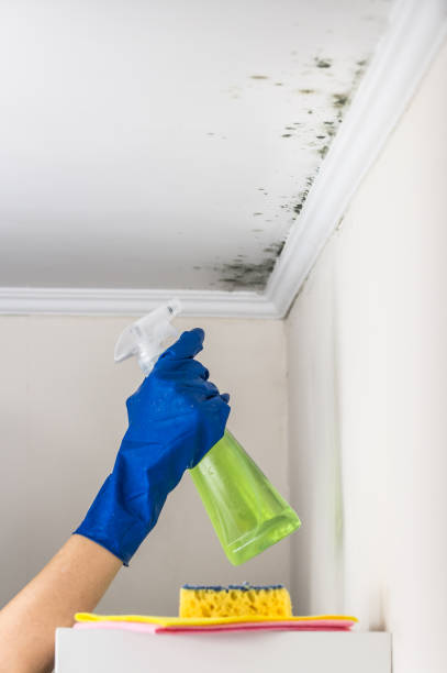 Best Mold Testing  in Cochituate, MA