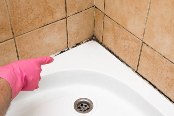 Best Professional Mold Removal  in Cochituate, MA