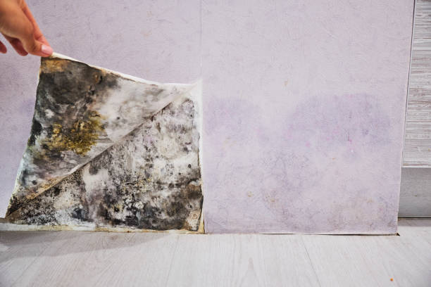 Trusted Cochituate, MA Mold Removal Experts